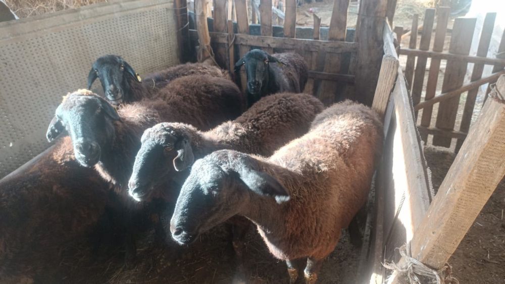 Кой еті байдібектің семіз токтылары