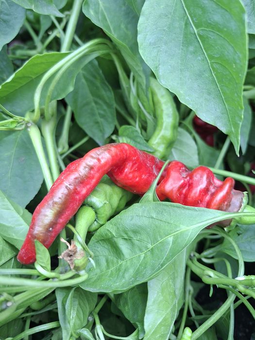 Продам домашний горький перец
