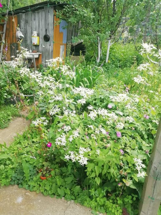 Продам дачу 20 соток