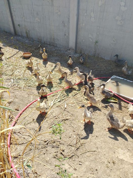 Продам утки подростки