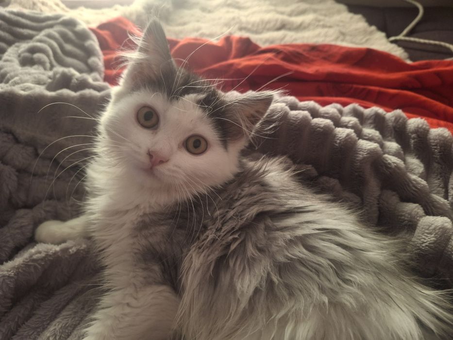 Отдам котёнка  в добрые руки