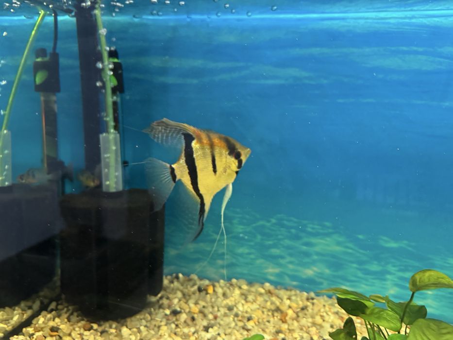 Vand pereche scalari