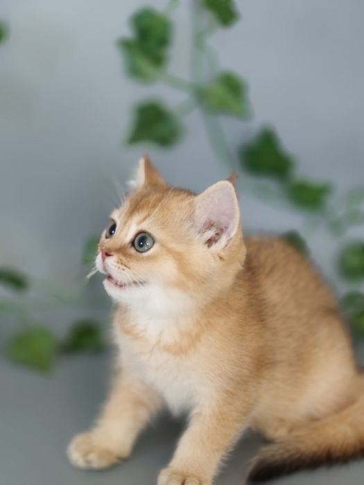 Котята Алматы Шиншиллята