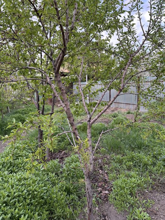 Отдам бесплатно плодовые деревья