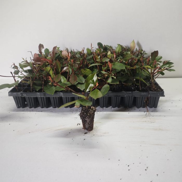 Butasi Euonymus emerald, Photinia red, Laur englezesc, Leylandi, rasad