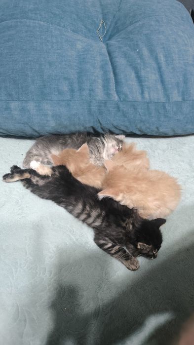 Котята курильского бобтейла