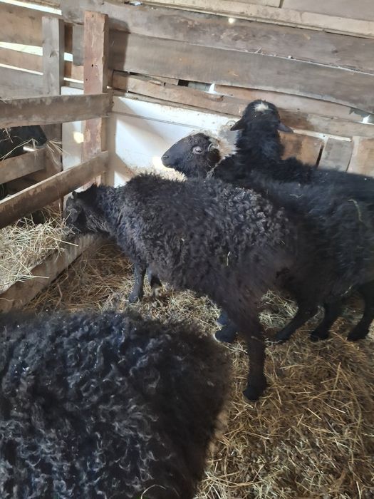 Продам баранов на откорме