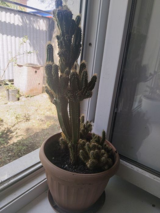 Цветы для офиса и дома