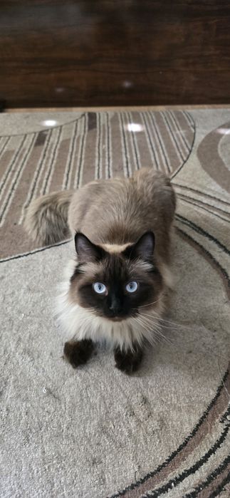 Сиамская кошка, 1 год, не стерилизована