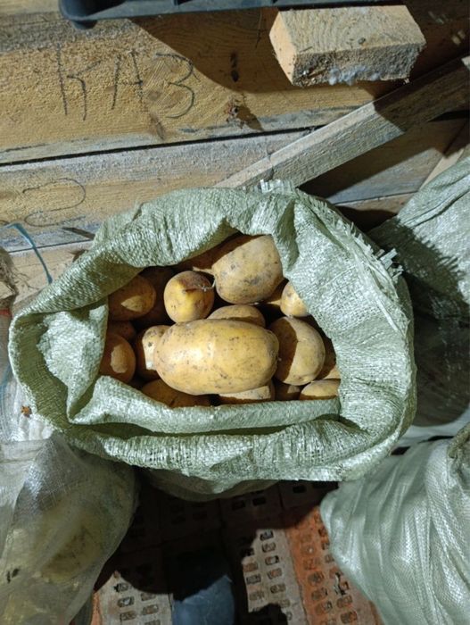 Продам домашний картофель