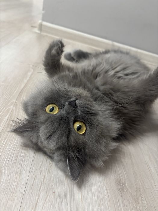 Ищем кота на вязку