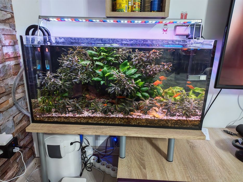 Acvariu complet 110L – matur 2 ani – Xipho & Ancistrus albino – Bucure