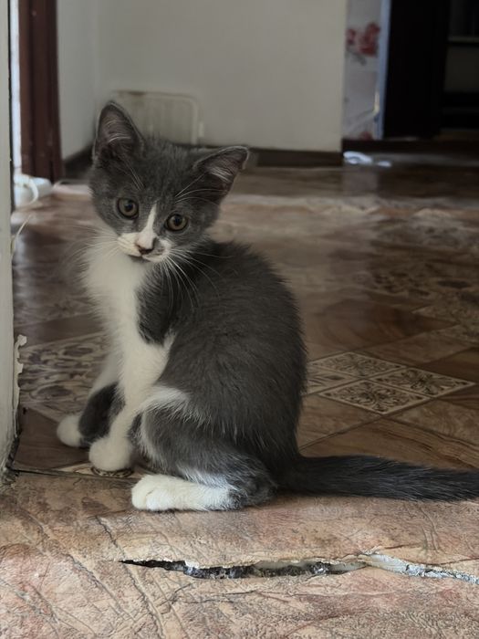 Кошка 3 месяца