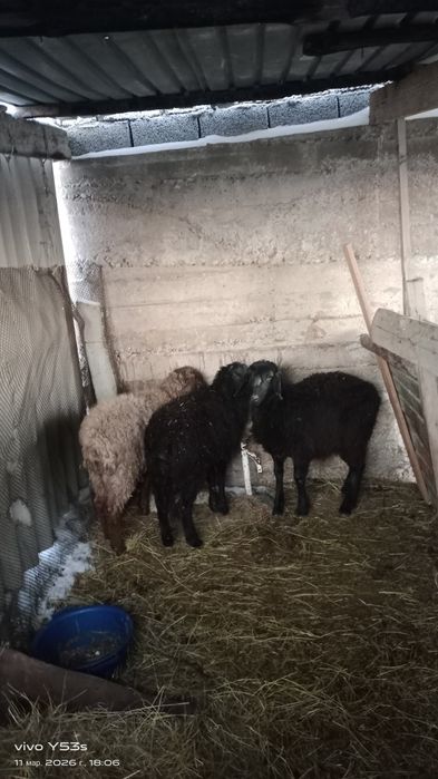 3 бас қозы бар 1 еркек 2 ұрғашы