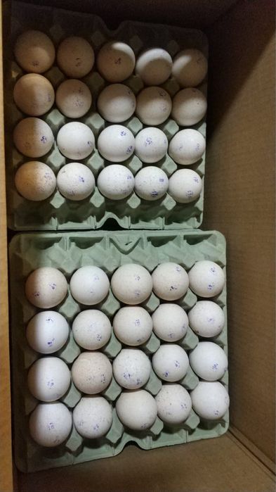 Индюшата Big6, Биг6, курка.Италия, Испания, Канада