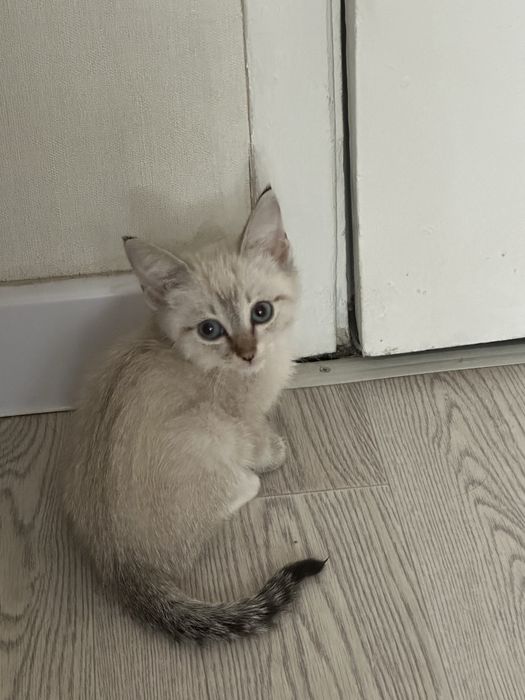 Котенок мальчик сиамская 2 месяца