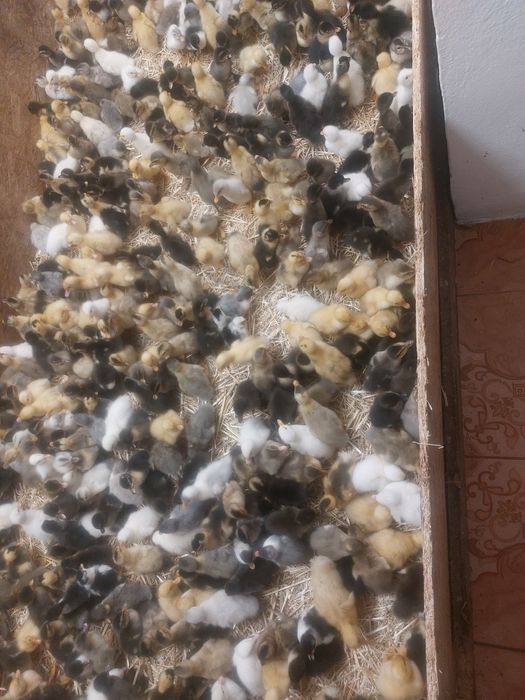 Vând Rățuște macanitoare