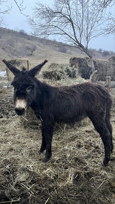 Pui de magar de vanzare