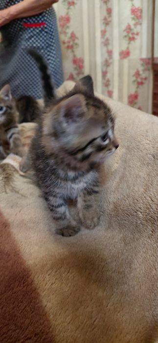 Отдам в добрые руки котят