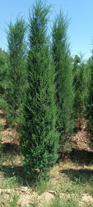 5 йиллик стрижка можжавелник арча кўчатлари