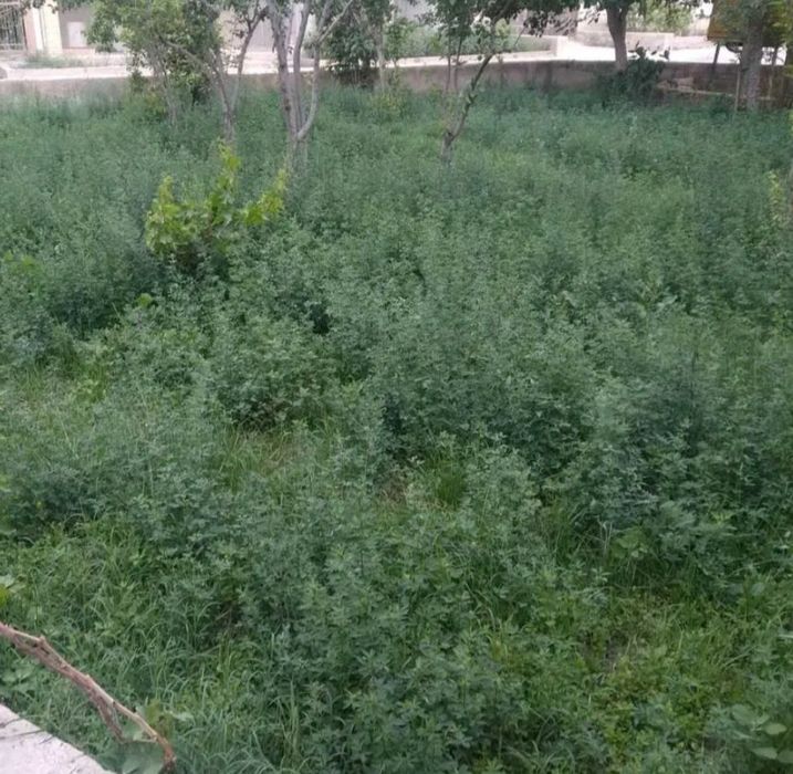 Беда сотилади катта боғ боғланган