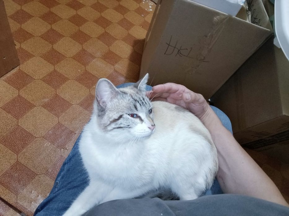 Отдам кота в хорошие руки