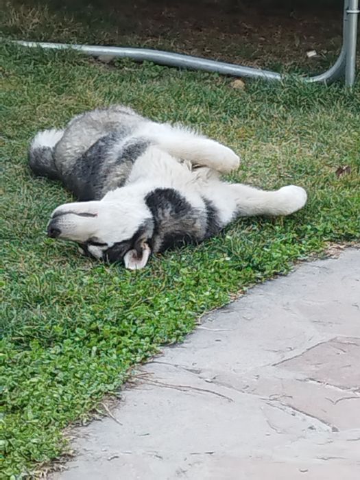 Продам Хаски четыре месяца.