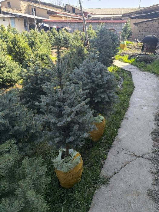 Голубой ель энг зурлари