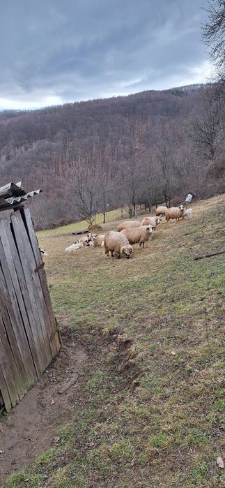 Vând 28 de oi tinere .10 cu miei ,5 mai trebuie să fete si restu noati