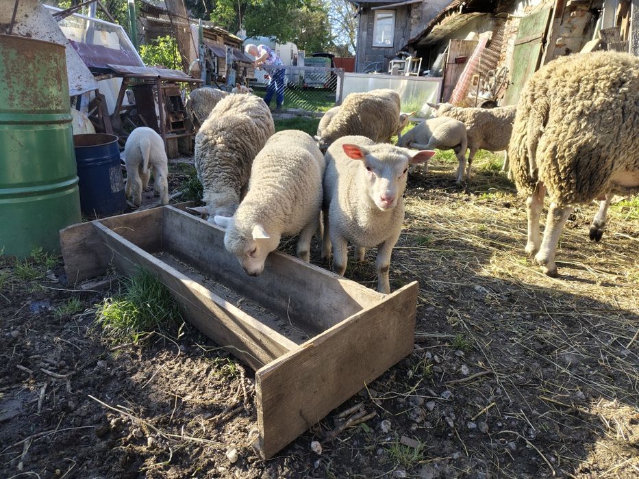 Mieluțe F3 Texel de vanzare