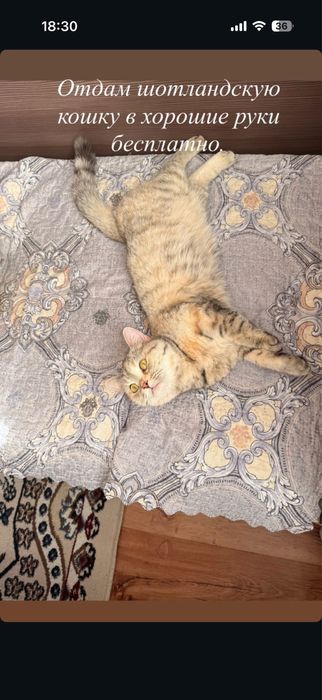 Отдам шотландкую породу