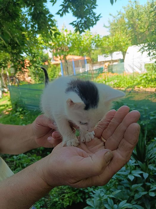 Подарявам  котета на около 2 и 3 месеца