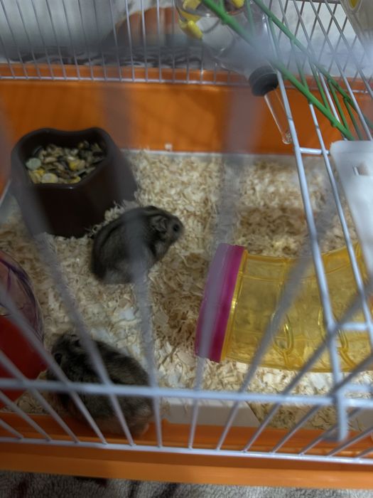 Продам хомяков с клеткой