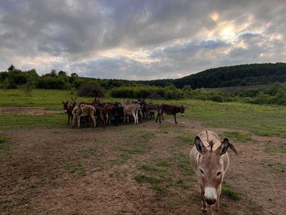 Lot 10 măgari – soluție naturală pentru pășuni / terenuri (ieftin de întreținut)