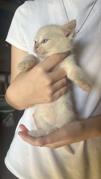 Отдаем даром котят