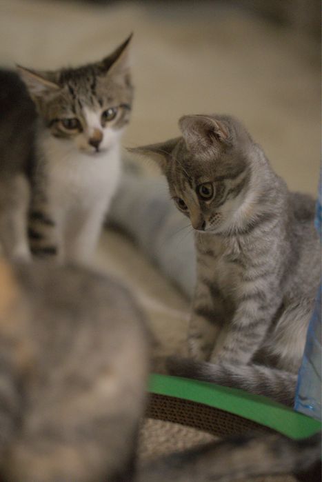 Подарявам малки котета