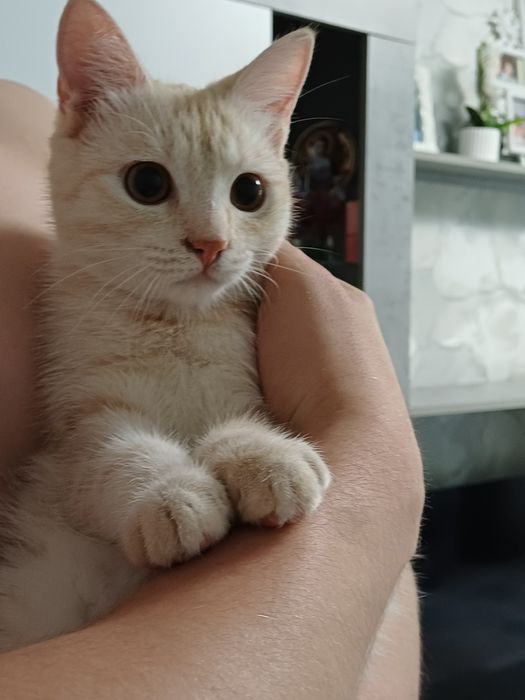 Отдам  котят в добрые руки!