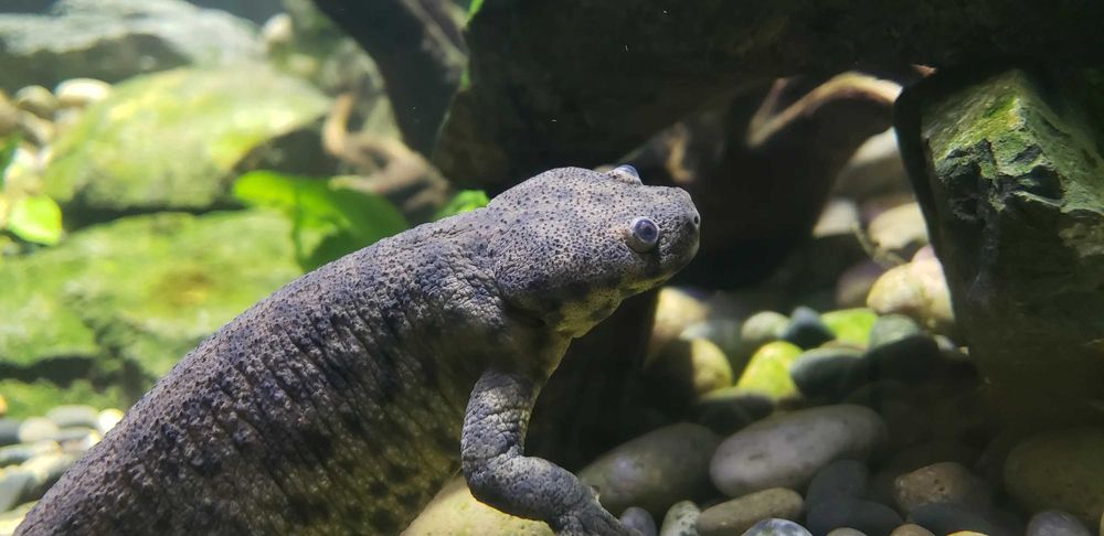 Аквариумный иглистый тритон
