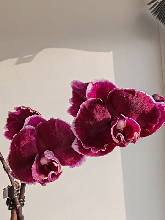 Орхидея фаленопсис