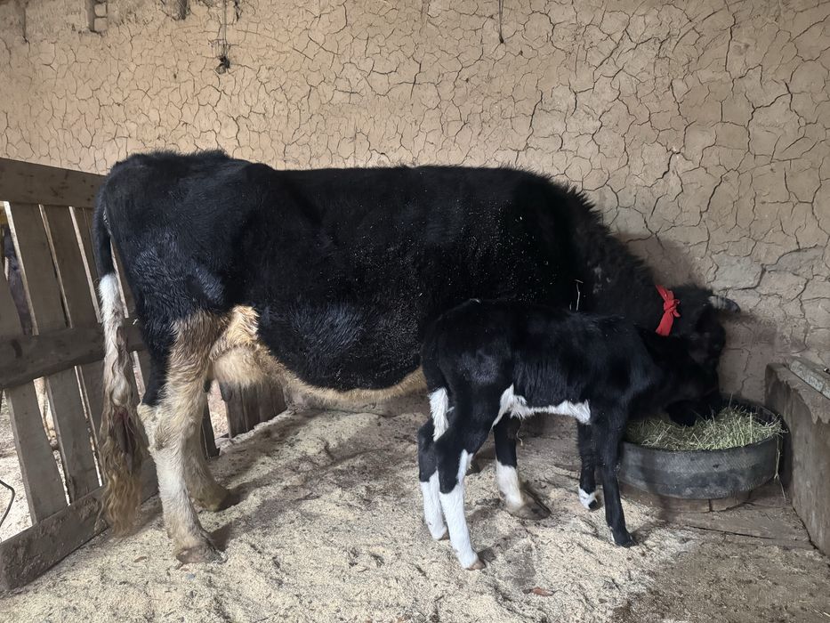 Бұзпулы сиыр 3 тума