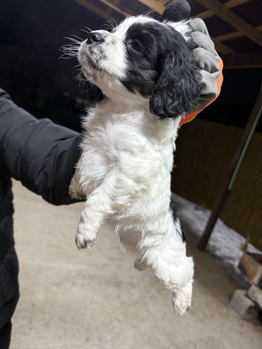 Щенок русский спаниель .