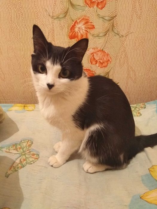 Кошка один год, ловит мышей