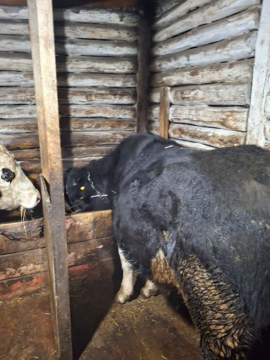 Продам крупно рогатый скот