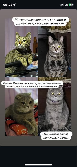 Кошки в добрые руки