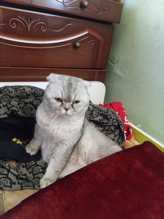 Кот шотландский!