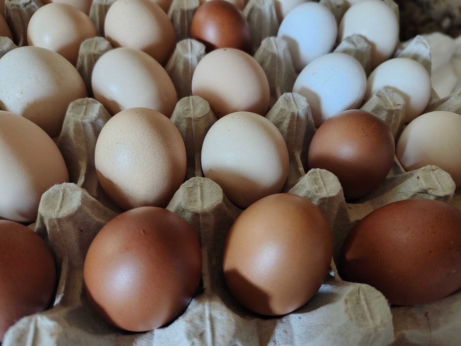 Ouă de Wiandotte, Marans și Ameraucana