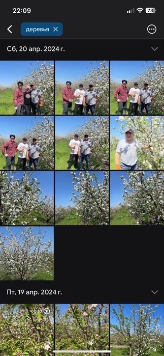 Яблоневый сад