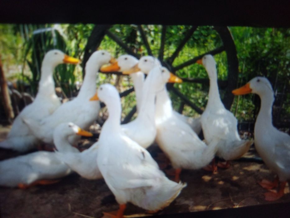 Boboci de rață rasa grea