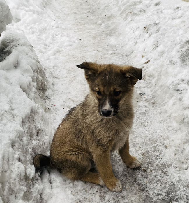 Трехмесячные домашние щенки