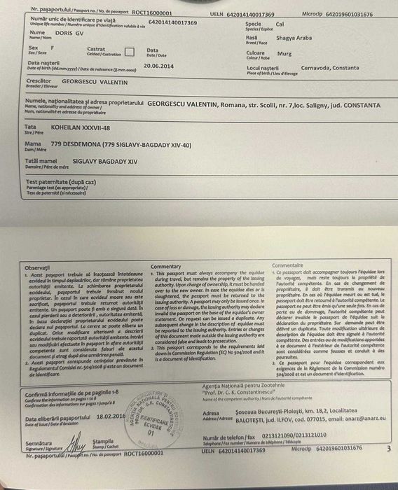 Iapă Shagya Arab înregistrată 12 ani + fiică 6 ani